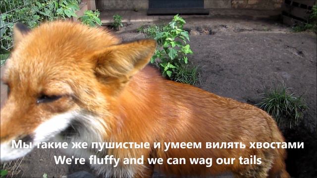 Vasilisa the Fox is against fur farming "I'm not a fur coat" смотреть онлайн