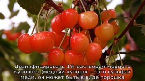 Черешня Фатеж