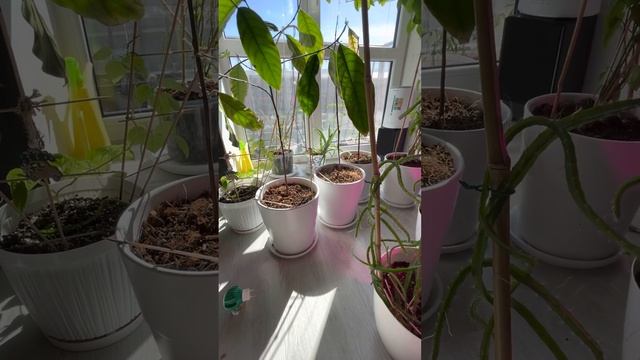 Как правильно поливать растение. Универсальный способ. ? смотреть онлайн