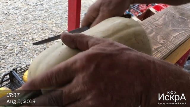 Тыква Плуто F1. смотреть онлайн