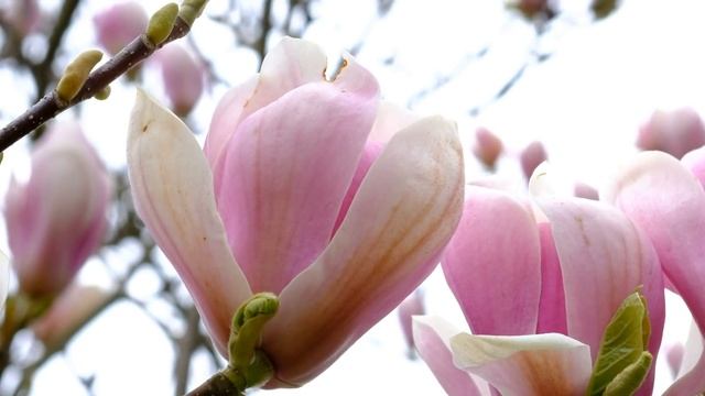 Сын привел будущую невестку себе домой. Семья долго молчала, заговорила бабушка… | Истории о любви.