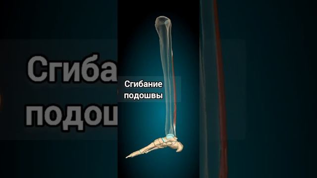 длинный сгибатель большого пальца стопы/иннервация. действие. начало. прикрепление. смотреть онлайн