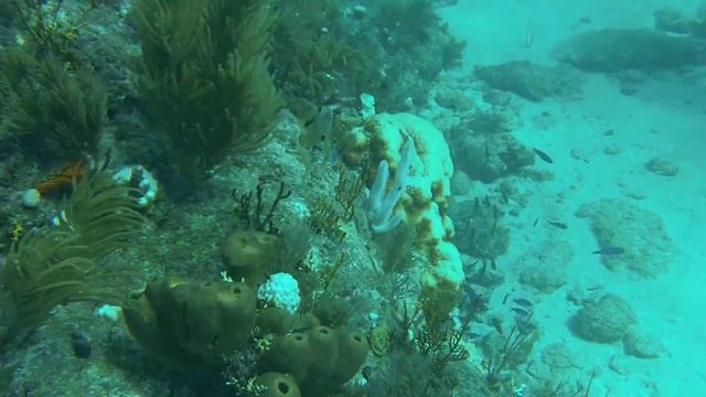 MOLASSES REEF KEY LARGO 9 27 14 смотреть онлайн