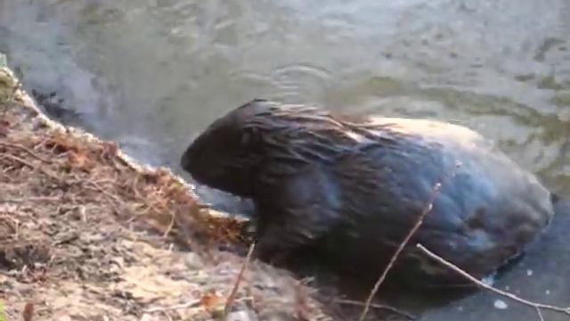 Филевские)Крутые Бобры-1 смотреть онлайн