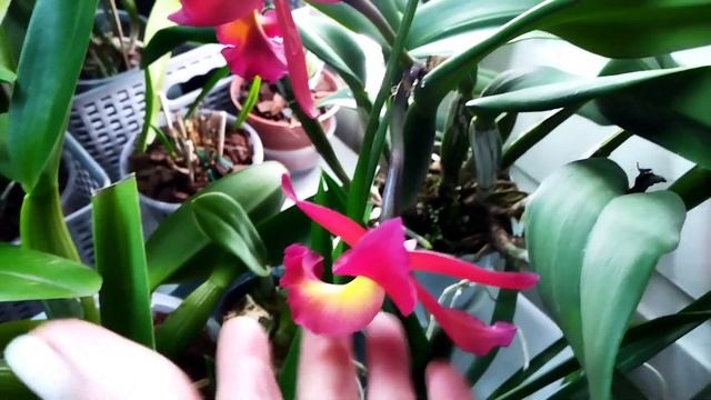 Цветение, цветоносы, полив, новенькие