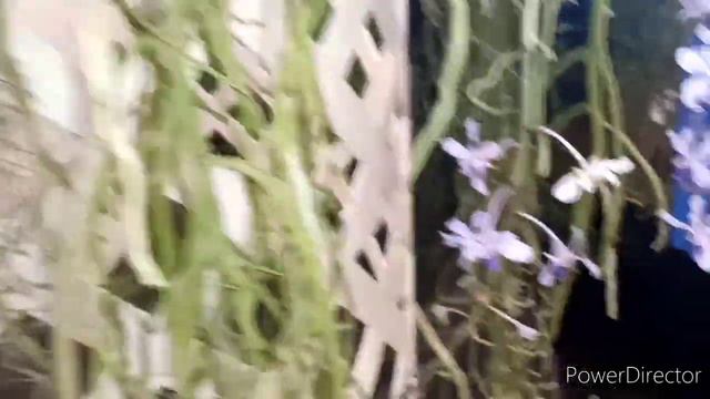 TBOS Orchid Show & Sale Pt 2 And A Large Haul Of 2 Plants #orchidshow