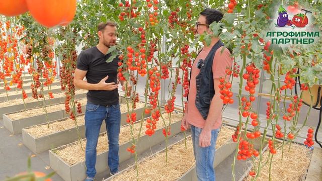 Тайна создания томатов черри | Томат Зимняя вишня | Российская селекция решает #семена #огород смотреть онлайн