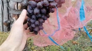 Виноград Шоколадный он же ПГ-12,Марадона.