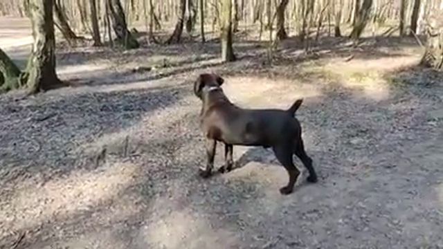 Войс Вельд Эккивокки смотреть онлайн