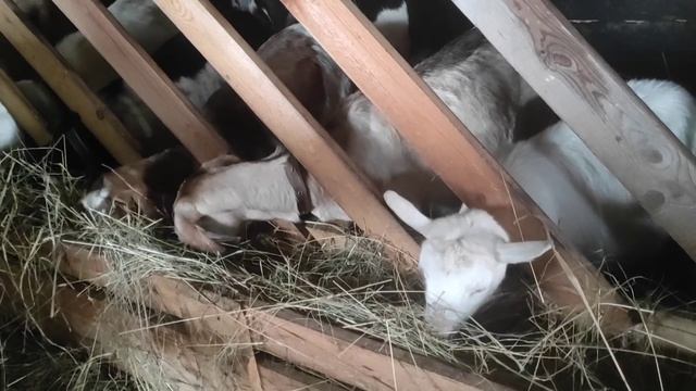 Крик в сарае.Убрала козлят от матерей.Разрисовала козлят.Страшная охрана. смотреть онлайн