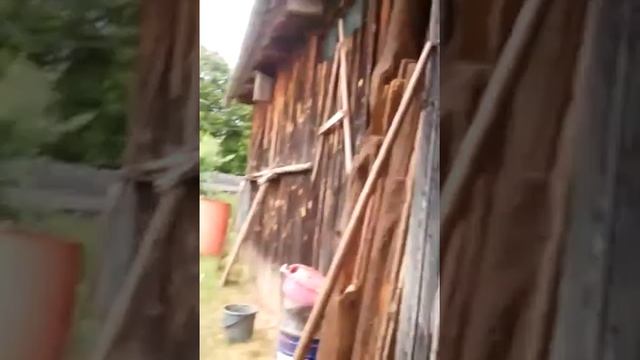 Ворбьи заселяются в скворечник. Помогла натаскать соломы:) смотреть онлайн