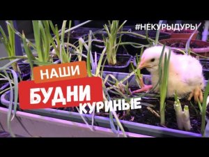 Уход за птенцами бройлера. Пересадка и рассадка птенцов.