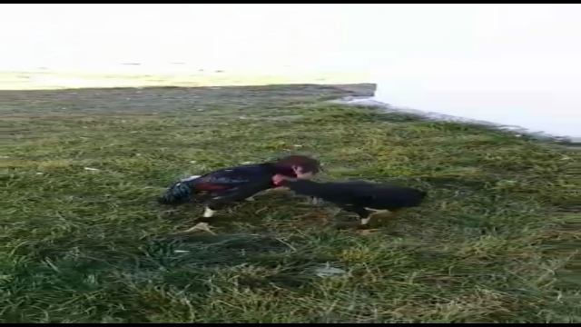 VID-20190521-WA0000 смотреть онлайн