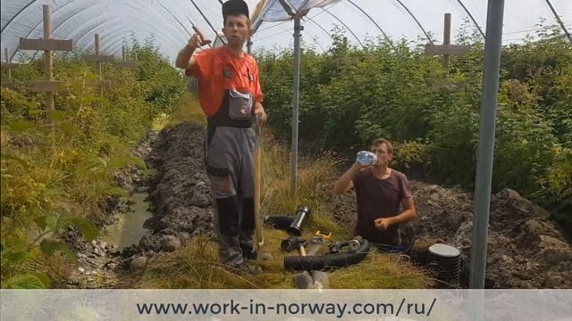 Работа в полях Норвегии, малина смотреть онлайн