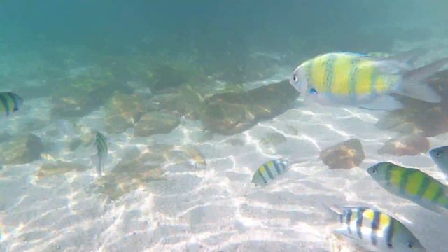 Съемка рыбок на островах в Таиланде 4K !!! (GoPro Session5) смотреть онлайн