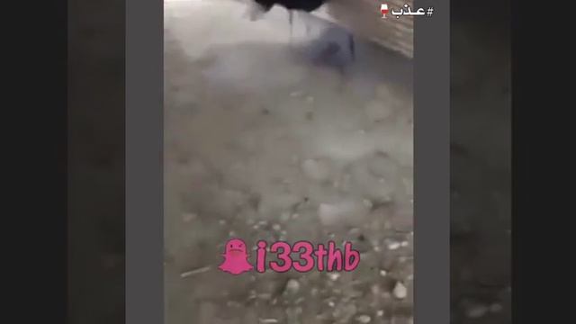 СТРАУС И ЧЕЛОВЕК смотреть онлайн