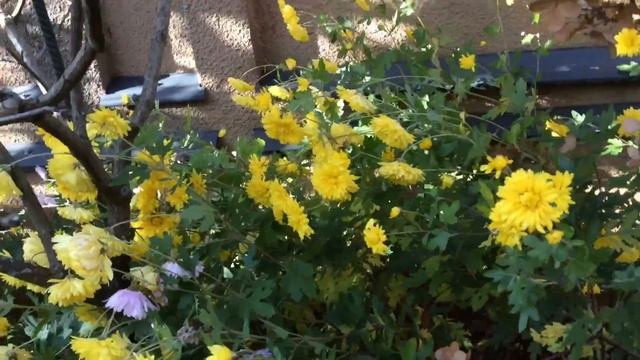 Гортензия Метельчатая Крупнолистная 07.11.20.