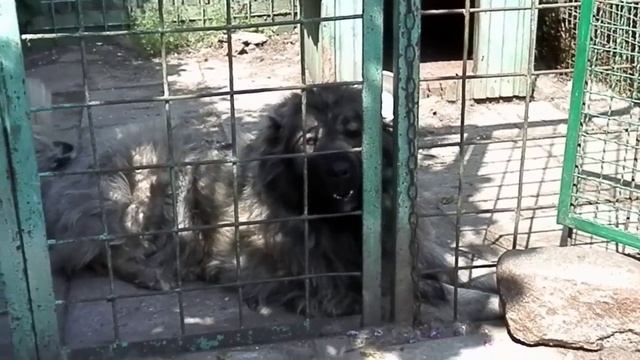 Смешные бультерьеры. Bull Terrier Щенки 2 мес. Odessa. смотреть онлайн