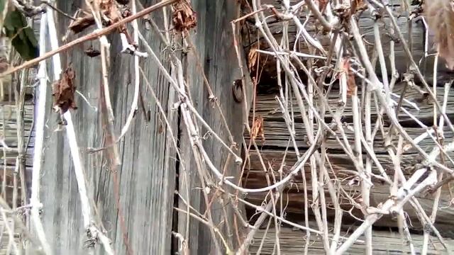 Козы любят объедать всё. Дикого винограда очень мало... смотреть онлайн