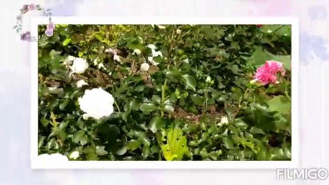 Просто красота!!!#розы#цветы смотреть онлайн