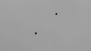 голуби Донецкой области г Селидово.