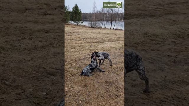 Перспективные собаки! смотреть онлайн