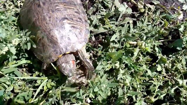 Один день из жизни Чери! Жизнь моей красноухой черепахи! / ЧЕРИ TV смотреть онлайн