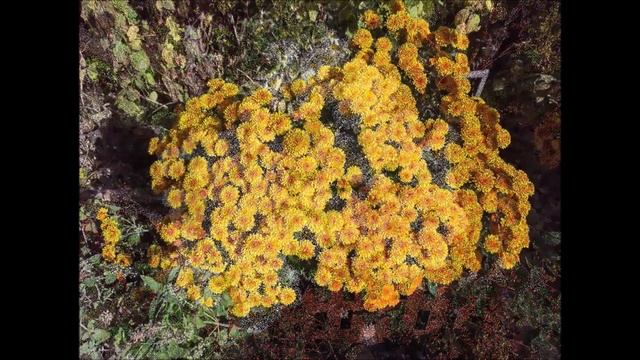 История праздника  день  народного единства  .   Часть 2