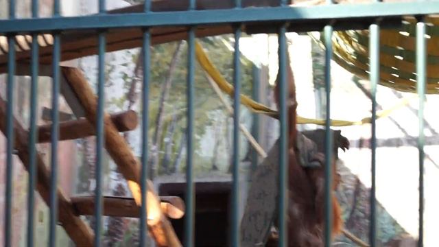 Нижегородский зоопарк Лимпопо. Обезьяны. Видео №2 смотреть онлайн