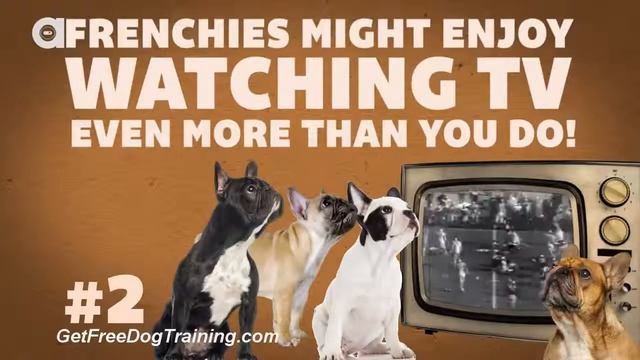 The Online Dog Trainer Review - Top 4 Dogs We Want To Watch the Big Game With смотреть онлайн
