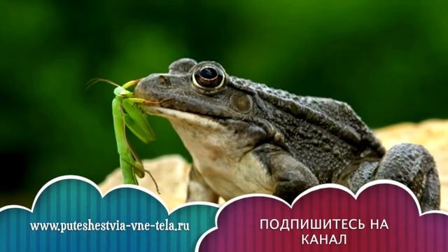 СОННИК - К чему снятся ЛЯГУШКИ? смотреть онлайн