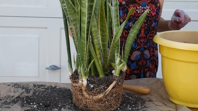 Repotting Snake Plants: The Mix To Use & How To Do It / Joy Us Garden смотреть онлайн