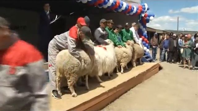 15-я выставка овец и коз в Чите смотреть онлайн