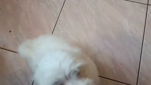 мальтезе Симба переходит на натуральные продукты.