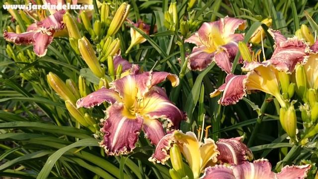Цветение сортового лилейника OPALS DREAM в саду www.jardindelux.ru смотреть онлайн