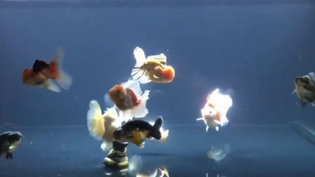 Goldfish - The goldfish (Carassius auratus) | Love Fish TV смотреть онлайн