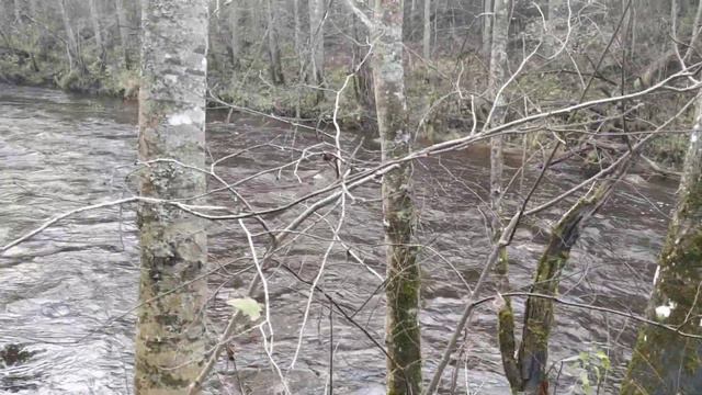 Порог на р. Тихвинка. Весна 2020, высокая вода смотреть онлайн