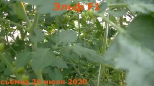 Томат Эльф F1 черри (обзор)