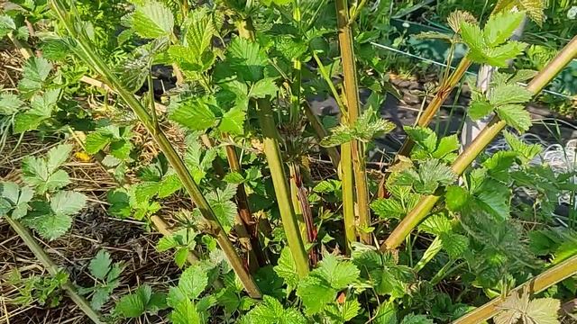 Ежевика Лохтей любимчик Великий Новгород, смотреть онлайн