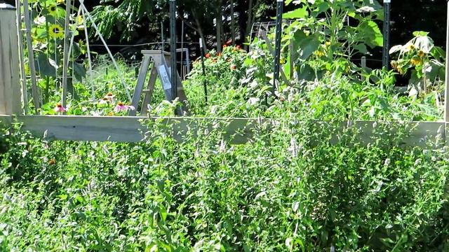 Help Sustain Honey Bees with this Easy to Grow Garden Plant: Bring Pollinators to Your Garden Too! смотреть онлайн