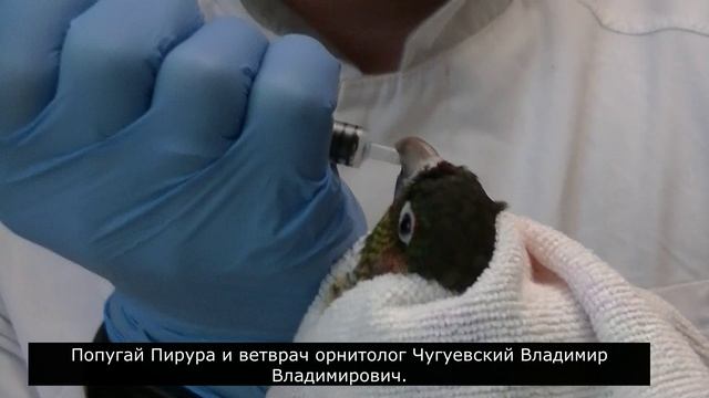 На вызове в области у попугая Пирура..mp4 смотреть онлайн