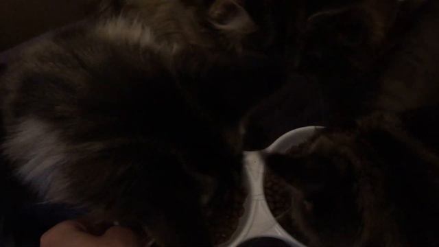 Monge VetSolution Cat Dermatosis диета для кошек Дерматозис