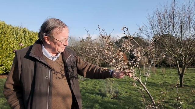 Early Flowering Prunus trees - Burncoose Nurseries смотреть онлайн