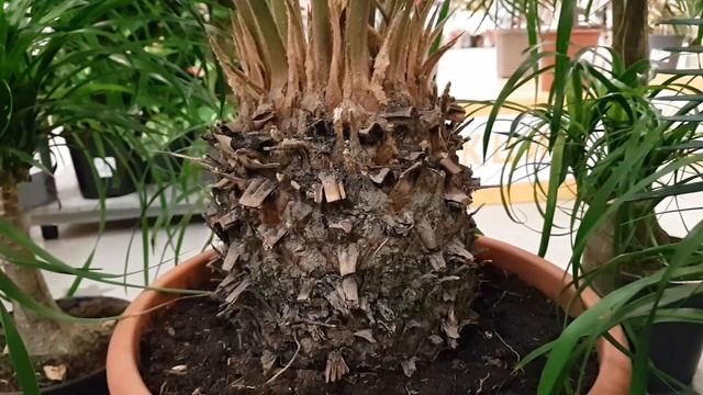 Гринвилль, Новосибирск: ардизия, цикас, пеперомии, фикусы, пуансеттии, ромашки, лютики, пионы... смотреть онлайн