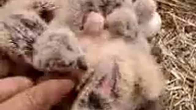 Маленькие совята смотреть онлайн