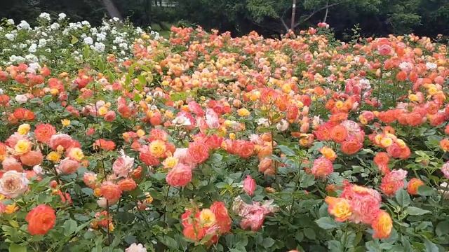 СЛОВАКИЯ БРАТИСЛАВА ПАРК РОЗЫ смотреть онлайн