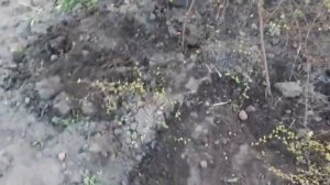 РАЗМНОЖЕНИЕ СПИРЕИ ВЕСНОЙ.mp4