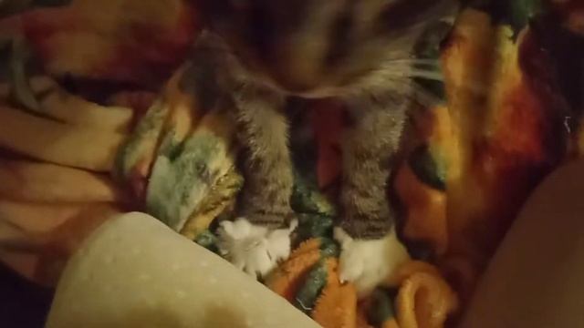 С Рождеством! Зимняя сказка. Кот-баюн? смотреть онлайн