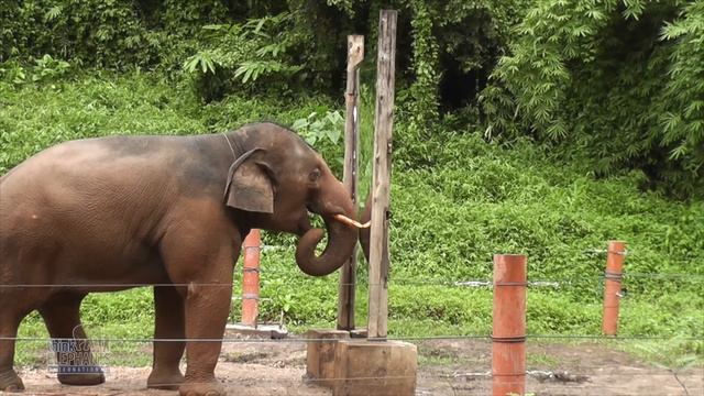 Mirror Self-Recognition in Asian Elephants! смотреть онлайн