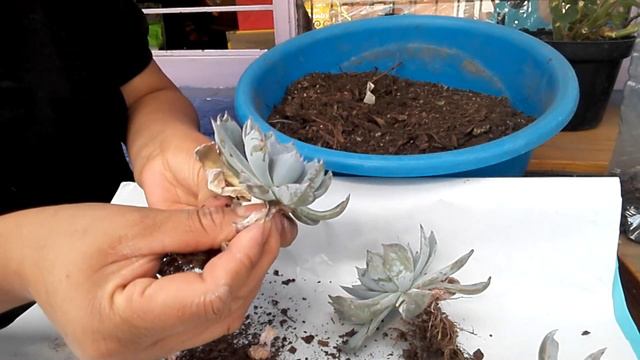 Resistente a la sequía.| Como tener hermosa a la Echeveria Subsessilis.| Características y cuidados смотреть онлайн